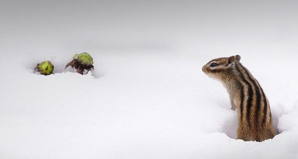 SiberianChipmunk