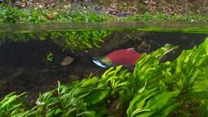 Sockeye Salmon (Oncorhynchus nerka) migrating upstream, Adams River, Roderick Haig-Brown Provincial Park, B.C. (© Yva Momatiuk and John Eastcott/Minden(Bing Canada)