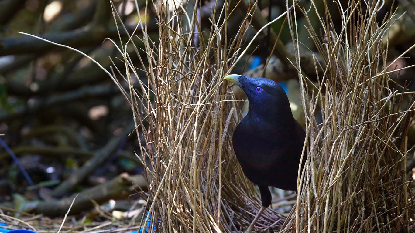 Satin bowerbird in Bunya Mountains National Park, Queensland
