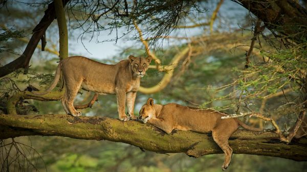 Two female lions in the forest surrounding Lake Nakuru, Kenya