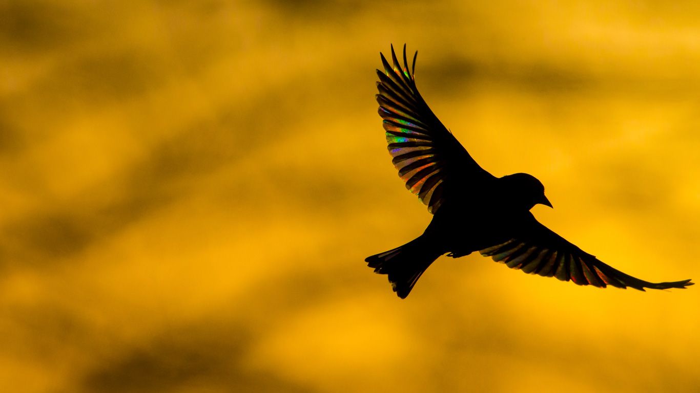A greenfinch flying at dawn in Monmouthshire, Wales