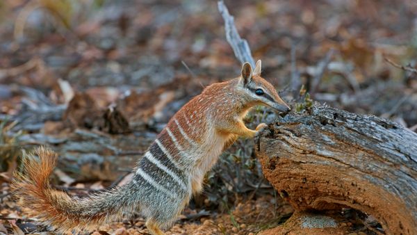 Female numbat in Brookton, Western Australia