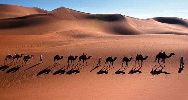 CamelCaravan