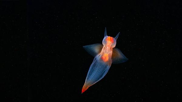 Sea angel