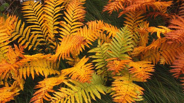 Fern fronds in autumn, Gros Morne National Park, Newfoundland, Canada