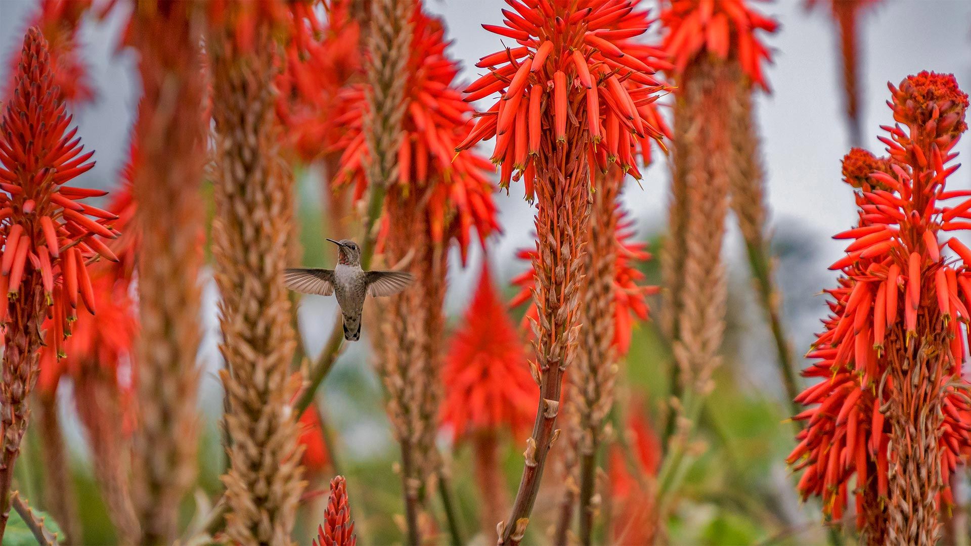 Hummingbird near blooming aloe plants in Laguna Beach, California