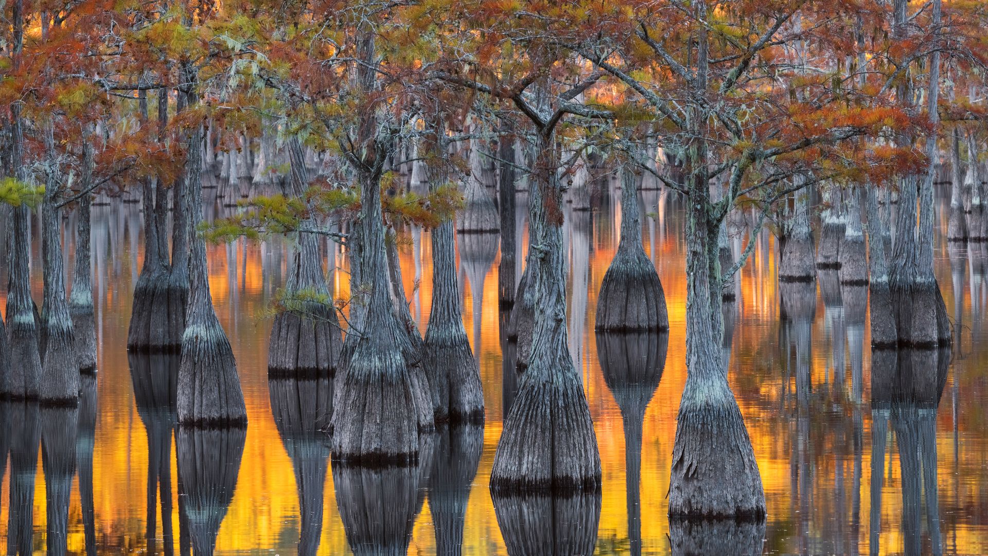 A grove of pond cypress trees with fall foliage, Georgia, USA