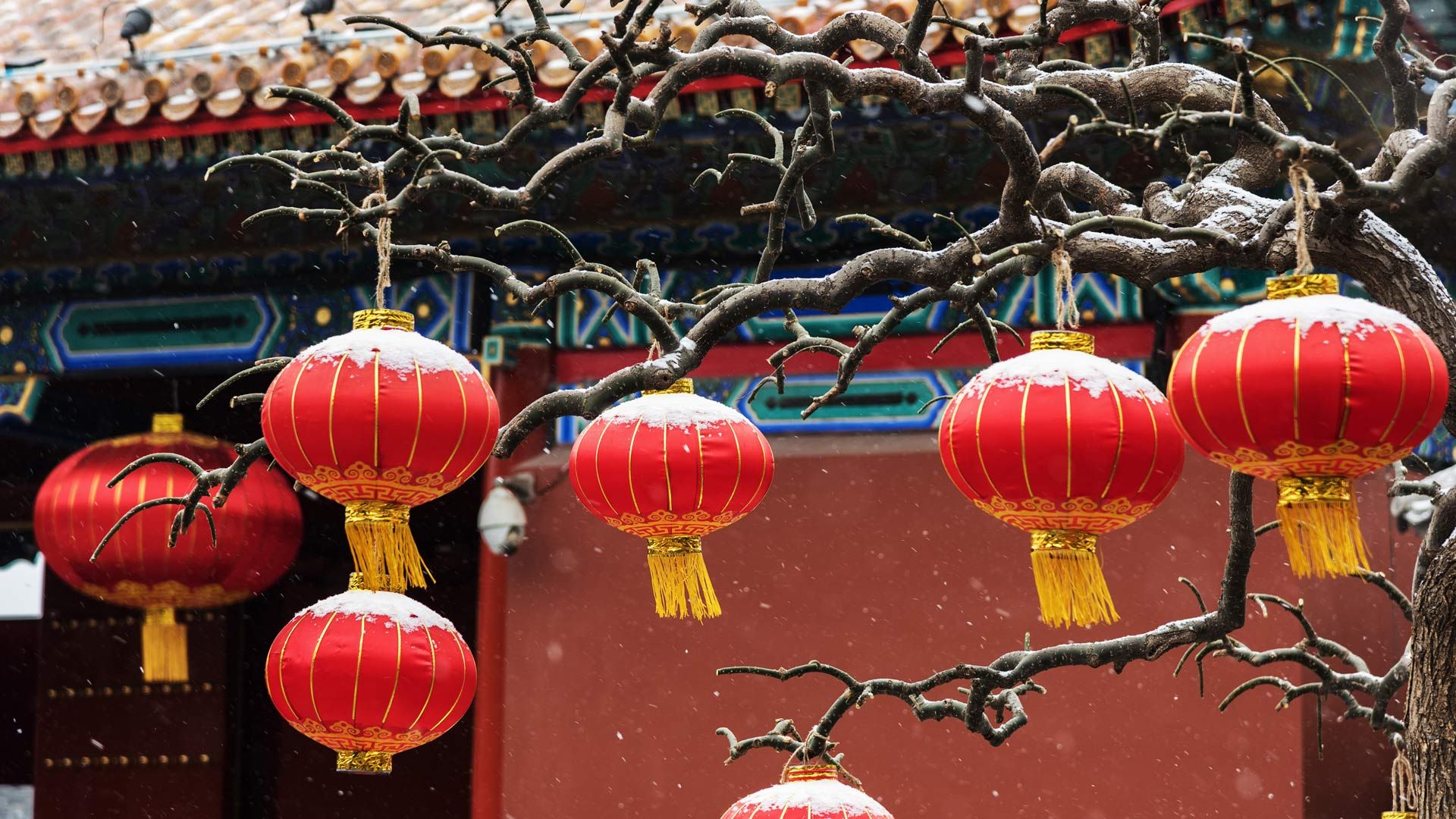 Red lanterns hanging on branches