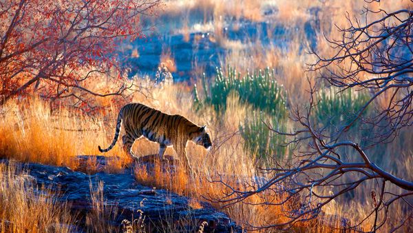 Bengal tiger in Ranthambore National Park, Rajasthan, India