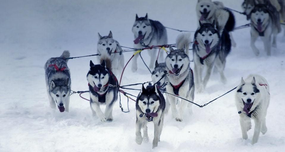 Iditarod