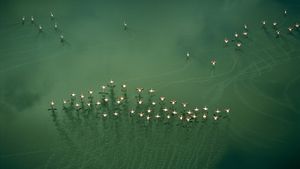 Flamingos take flight, Lake Magadi, Kenya (© Bobby Haas/Getty Images)(Bing Australia)