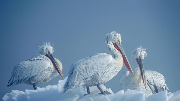 Dalmatian pelicans on ice, Lake Kerkini, Greece