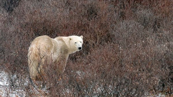 Orso Polare, Churchill, Manitoba, Canada