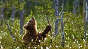 北方针叶林中的欧洲棕熊幼崽，芬兰 (© Jules Cox/Minden Pictures)(Bing China)