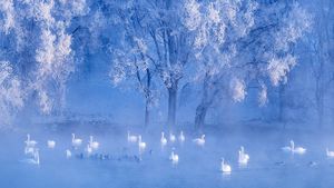 【今日冬至】湖中的天鹅，中国新疆伊犁州 (© SinoImages/Getty Images)(Bing China)