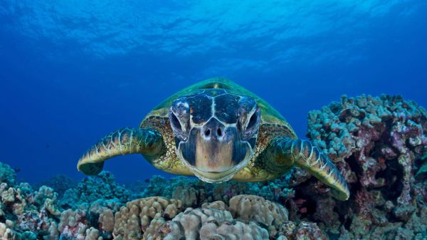 Green sea turtle, Maui, Hawaii