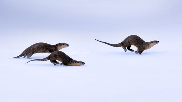 North American river otters in Yellowstone National Park, Wyoming