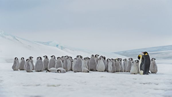 Emperor penguin adults and chicks at the Snow Hill Island rookery, Antarctica