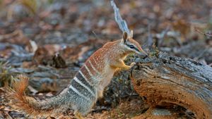 布鲁克顿的一只雌性袋食蚁兽，西澳大利亚州 (© Martin Willis/Minden Pictures)(Bing China)