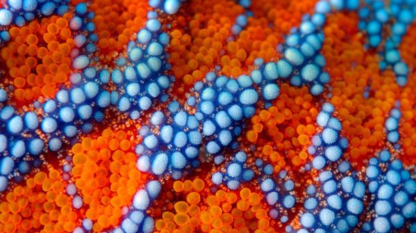 Detail of spines on the exterior of a sea star (Evaserias retifera) near Primorsky Krai, Russia