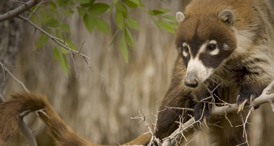White-nosed Coati
