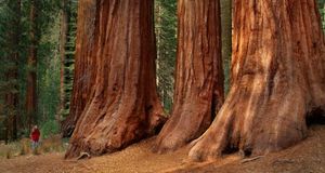 加州约塞米蒂国家公园的巨杉 (© Frans Lanting/Danita Delimont) &copy; (Bing China)