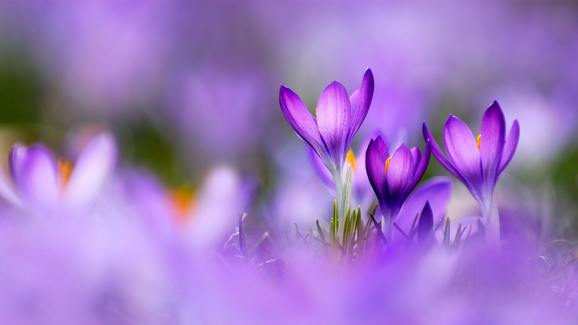 Crocus flowers