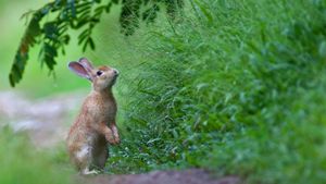 Un petit lapin dans l’herbe pour Pâques (© wisan224/Getty Images Plus)(Bing France)
