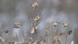 European goldfinches in a sunflower field, Germany (© Juniors Bildarchiv GmbH/Alamy)(Bing New Zealand)