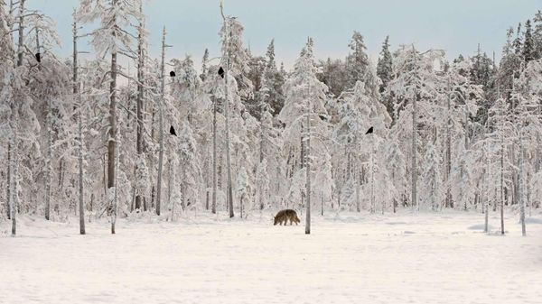 Grey wolf with flock of ravens in Finland