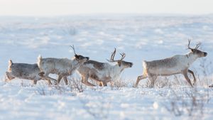 A family of caribou in a snowy landscape, Northwest Territories (© Geoffrey Reynaud/Getty Images)(Bing Canada)