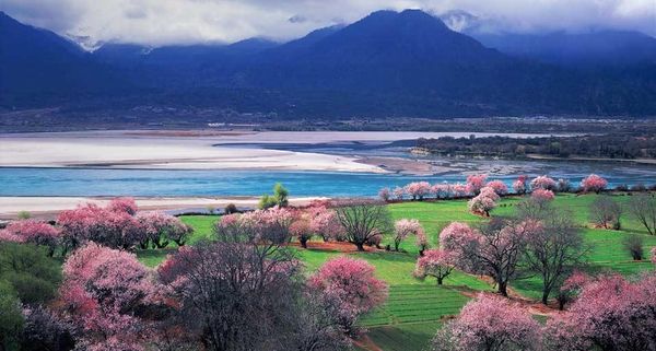 BlossomValley