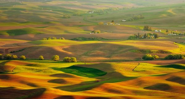 Palouse hills in the morning sun, Washington state