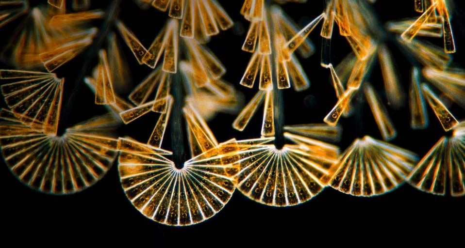 Diatom