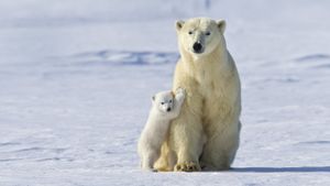 加拿大马尼托巴省，瓦普斯克国家公园中的北极熊 (© Thomas Kokta/Photographer's Choice/Getty Images)(Bing China)