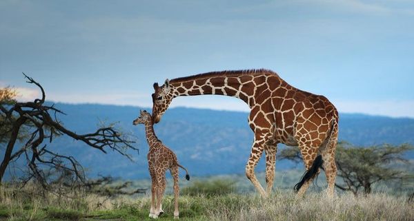 Giraffe