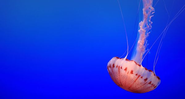 Nettle jelly fish at the Monterey Bay Aquarium, California