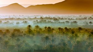 摩洛哥扎戈拉附近的椰枣树林 (© Frans Lemmens/Getty Images)(Bing China)