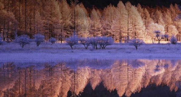Hoarfrost ice covering the ground at the Odashirogahara marshland, near Nikkō  in Tochigi Prefecture, Japan