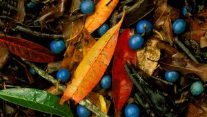 Blue quandongs and colourful leaves on subtropical rainforest floor, Currumbin Creek Valley (© Auscape/UIG via Getty Images)(Bing Australia)