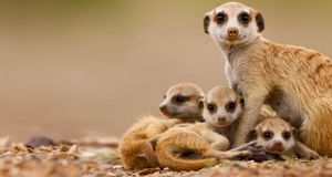 Meerkat with pups in Keetmanshoop, Namibia -- Paul Souders/Corbis &copy; (Bing New Zealand)