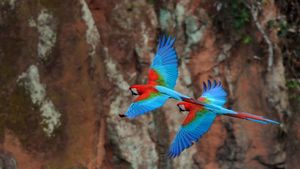 红绿金刚鹦鹉 (© markes51/Getty Images)(Bing China)