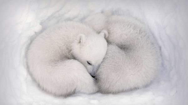 Twin cubs asleep in a snow den in Wapusk National Park, Manitoba, Canada