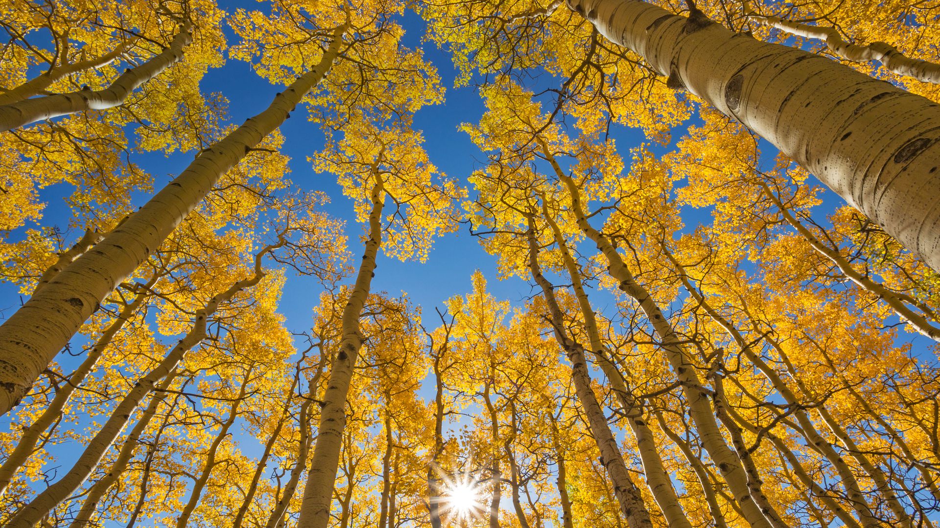 Last Dollar Road, Telluride, Colorado, USA