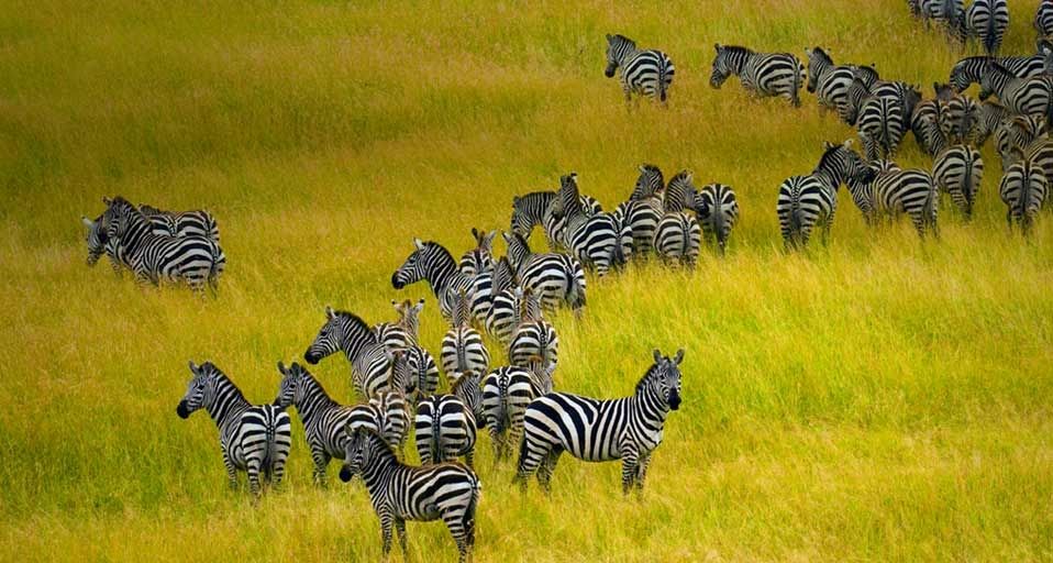 Zebra herd in Masai Mara National Reserve in Kenya