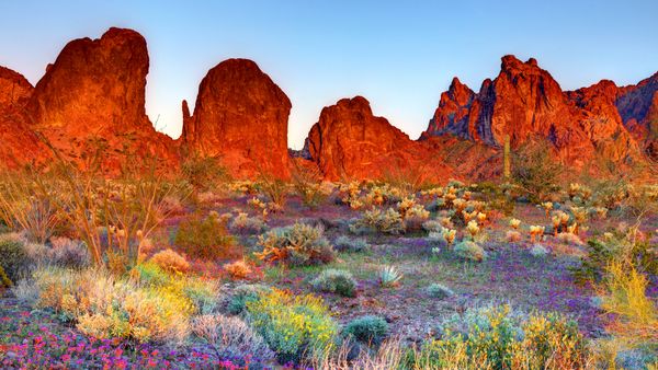 Riserva naturale nazionale di Kofa, Arizona, USA