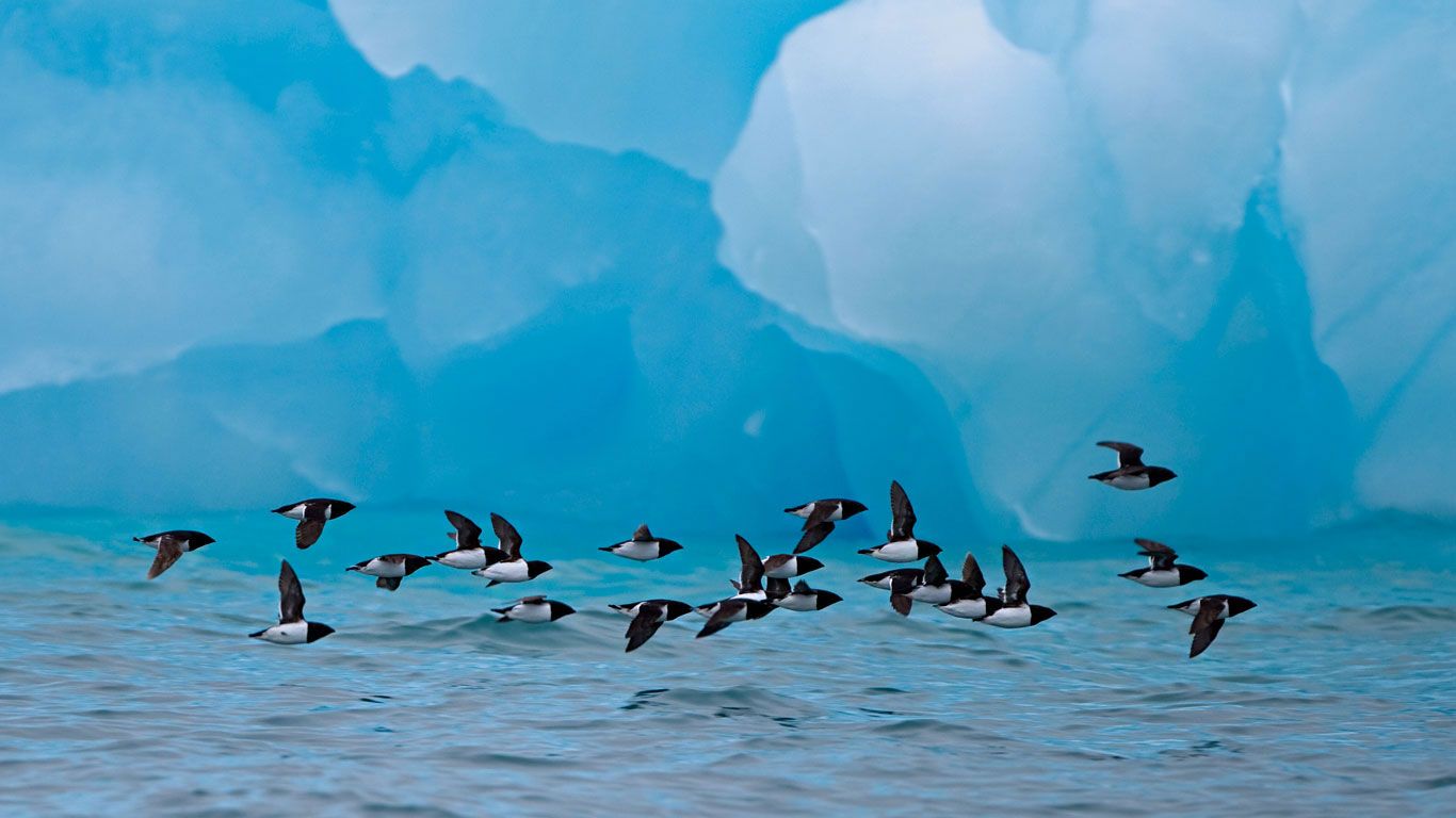 Little auks fly past an iceberg at Spitsbergen, Norway