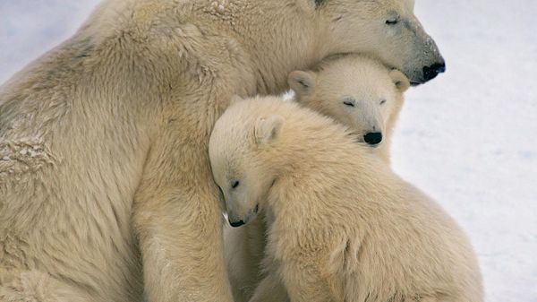 Polar bear mother and cubs near Hudson Bay, Canada