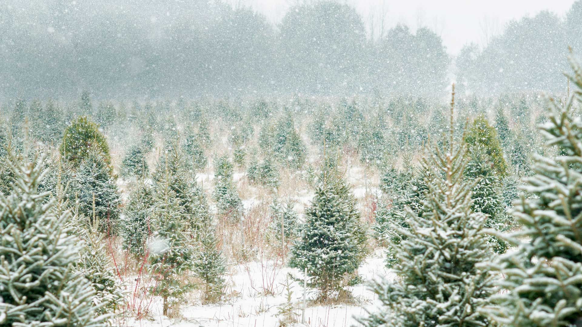 Christmas tree farm in Ontario, Canada