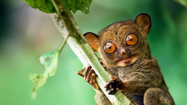 Western tarsier in a Malaysian rainforest in Danum Valley, Sabah, Borneo